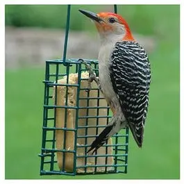 Heavy-Duty Suet Cage Bird Feeder for Backyard Wildlife