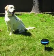 Lixit Retractable In-Ground Dog Tie-Out for Medium Dogs (25–80 lbs)