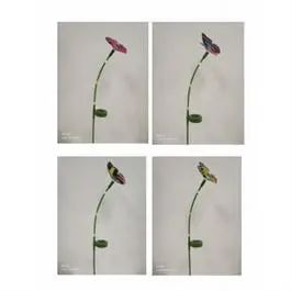Solar-Powered Butterfly Fiber Optic Stake Light (Color-Changing)